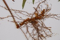 虎克氏鱗蓋蕨藏品圖，第3張