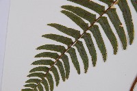 虎克氏鱗蓋蕨藏品圖，第4張