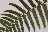 虎克氏鱗蓋蕨藏品圖，第5張