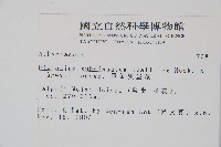 單葉雙蓋蕨藏品圖，第2張