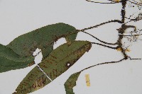 單葉雙蓋蕨藏品圖，第3張