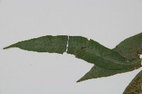 單葉雙蓋蕨藏品圖，第4張