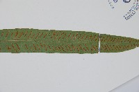 單葉雙蓋蕨藏品圖，第5張