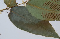 細柄雙蓋蕨藏品圖，第3張
