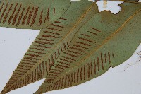 細柄雙蓋蕨藏品圖，第5張