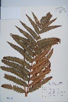 日本狗脊蕨藏品圖，第1張