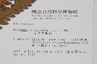 日本狗脊蕨藏品圖，第2張