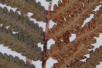 日本狗脊蕨藏品圖，第3張