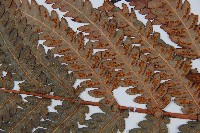 日本狗脊蕨藏品圖，第4張