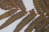 日本狗脊蕨藏品圖，第5張