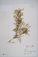 過山龍藏品圖，第1張