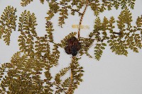 稀子蕨藏品圖，第3張