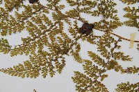 稀子蕨藏品圖，第4張