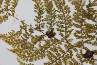 稀子蕨藏品圖，第5張