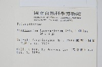 波氏星蕨藏品圖，第2張