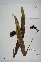 大星蕨藏品圖，第1張