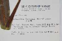 大星蕨藏品圖，第2張