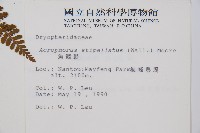 魚鱗蕨藏品圖，第2張