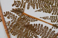 魚鱗蕨藏品圖，第3張