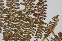 魚鱗蕨藏品圖，第4張