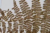 魚鱗蕨藏品圖，第5張