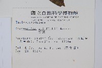 聖蕨藏品圖，第2張