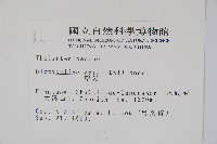 聖蕨藏品圖，第2張
