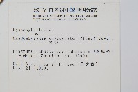 瓶蕨藏品圖，第2張