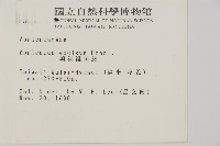 剪葉鐵角蕨藏品圖，第2張