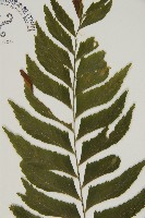 剪葉鐵角蕨藏品圖，第3張