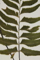 剪葉鐵角蕨藏品圖，第4張