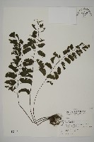 半月形鐵線蕨藏品圖，第1張