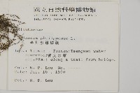 半月形鐵線蕨藏品圖，第2張