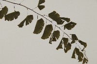 半月形鐵線蕨藏品圖，第3張