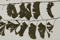 半月形鐵線蕨藏品圖，第4張