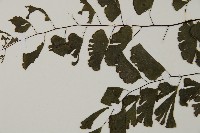 半月形鐵線蕨藏品圖，第5張