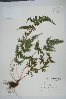 天草鳳尾蕨藏品圖，第1張