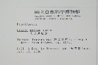 天草鳳尾蕨藏品圖，第2張