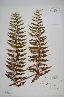 柄囊蕨藏品圖，第1張