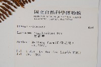 柄囊蕨藏品圖，第2張
