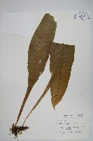 萊蕨藏品圖，第1張