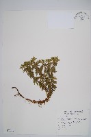 長柄千層塔藏品圖，第1張