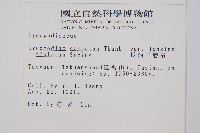長柄千層塔藏品圖，第2張