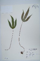 三葉茀蕨藏品圖，第1張