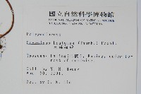 三葉茀蕨藏品圖，第2張