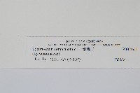 地刷子藏品圖，第2張