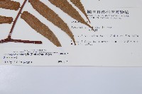 黑桫蕨藏品圖，第2張