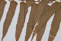 黑桫蕨藏品圖，第3張