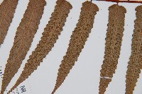 黑桫蕨藏品圖，第4張