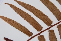 黑桫蕨藏品圖，第5張